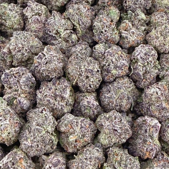 Gelato 41 Smalls - Hybrid